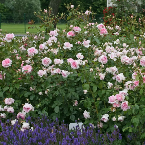 Роза кустовая Александра - Принцесса Люксембургская шраб