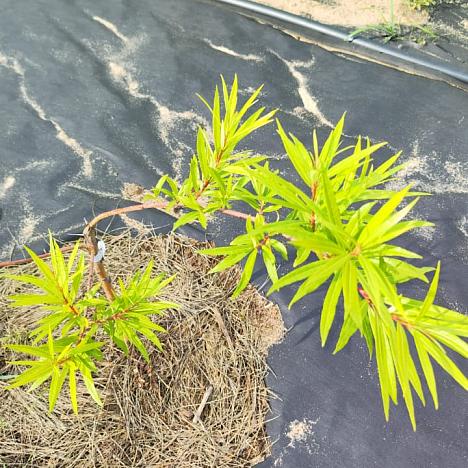 Ива Сахалинская