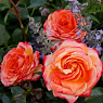 Роза флорибунда Метеор