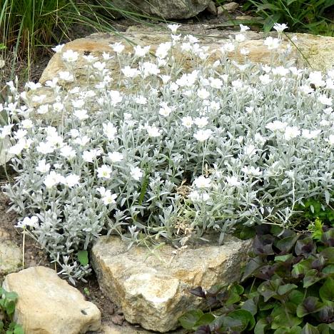 Ясколка войлочная