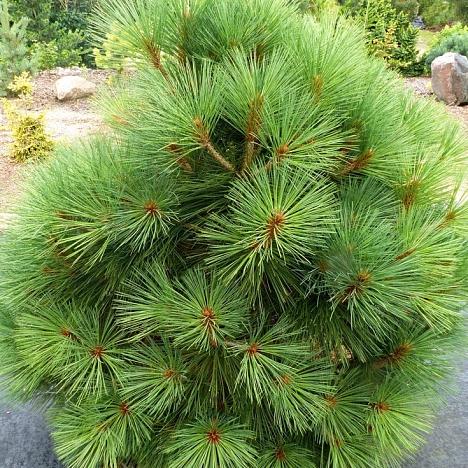 Сосна Джеффри