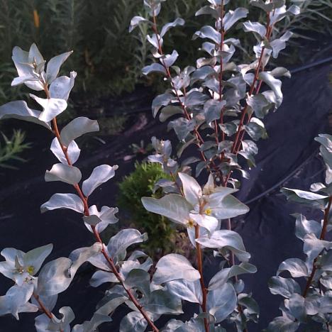 Лох серебристый