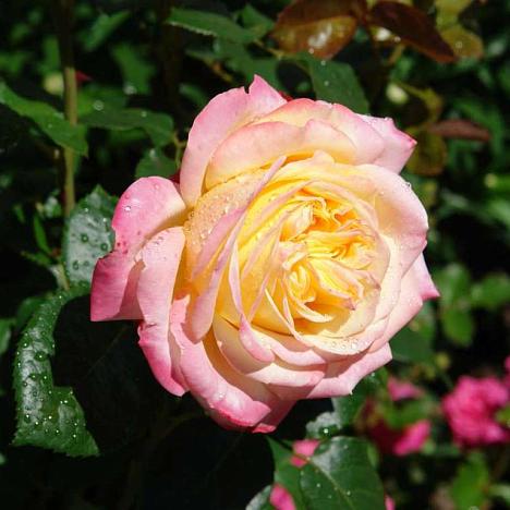 Роза чайно-гибридная Глория Дей