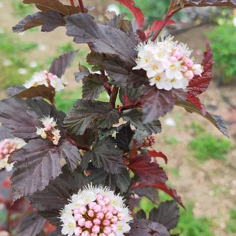 Пузыреплодник калинолистный Андре