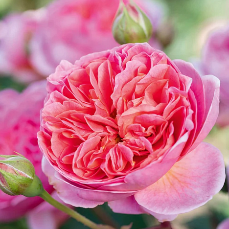 Роза парковая Боскобель