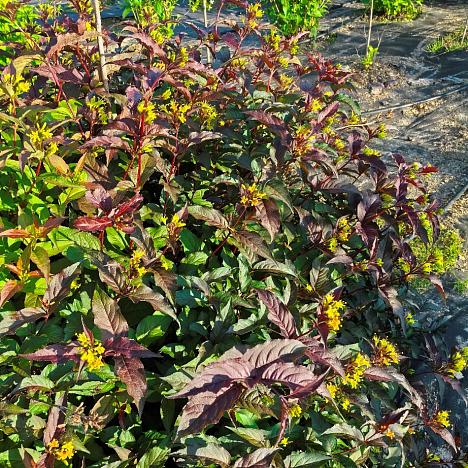 Диервилла Кодиак Ред