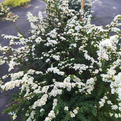 Спирея острозубчатая Аргута