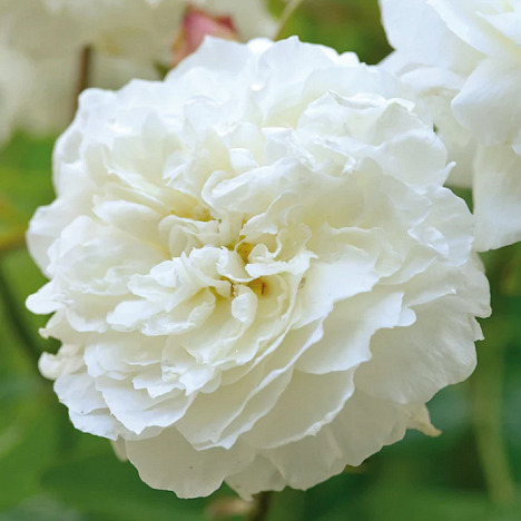 Роза парковая Сьюзан Уильямс-Эллис