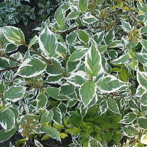 Дерен белый Сибирика Вариегата