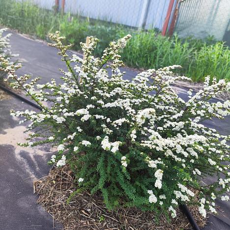 Спирея острозубчатая Аргута