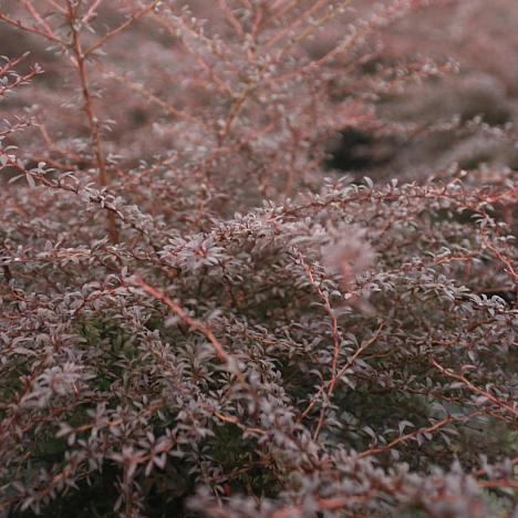 Барбарис Тунберга Ред Дрим