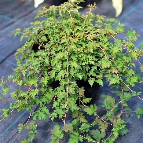 Стефанандра надрезаннолистная