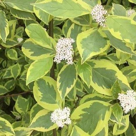 Дерен белый Шпета