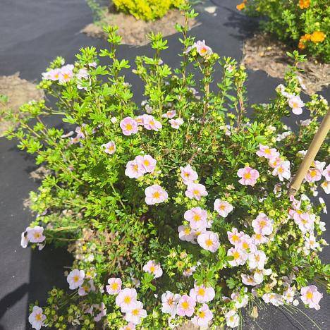 Лапчатка кустарниковая Лавли Пинк