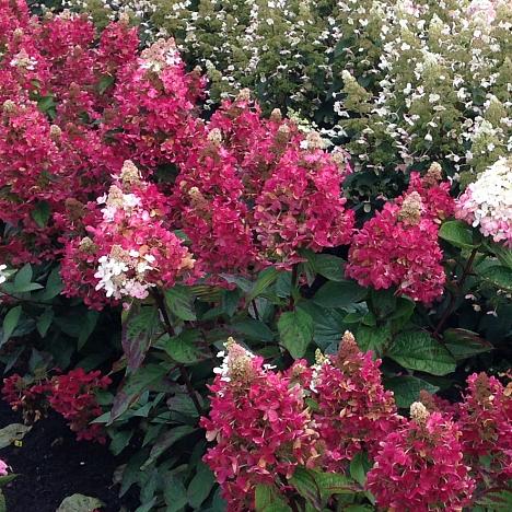 Гортензия метельчатая Меджикал Везувий