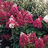 Гортензия метельчатая Меджикал Везувий