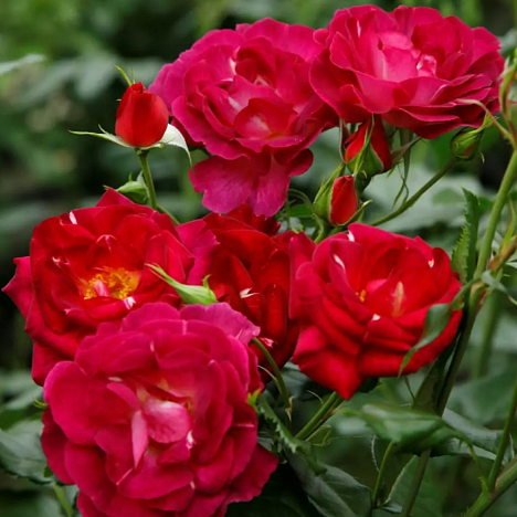 Роза кустовая Иль Де Флёрс шраб