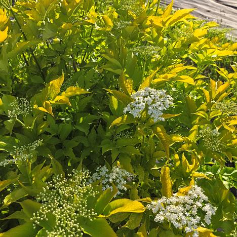 Бузина черная Ауреа