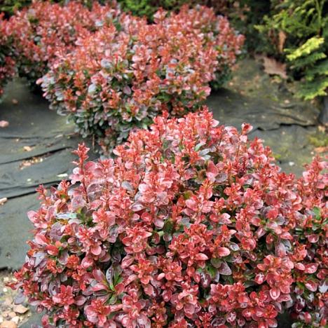 Барбарис Тунберга Багатель