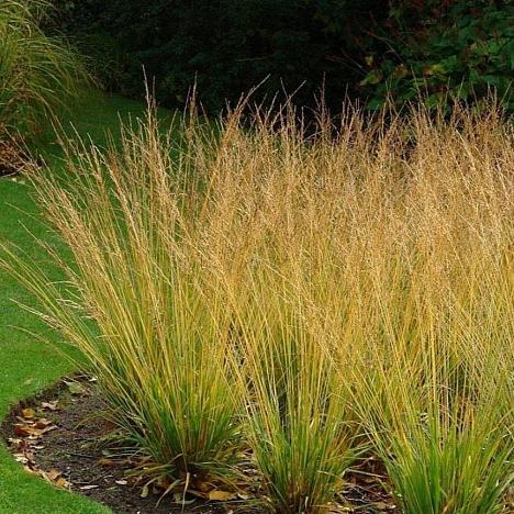 Молиния голубая Хайдебраут