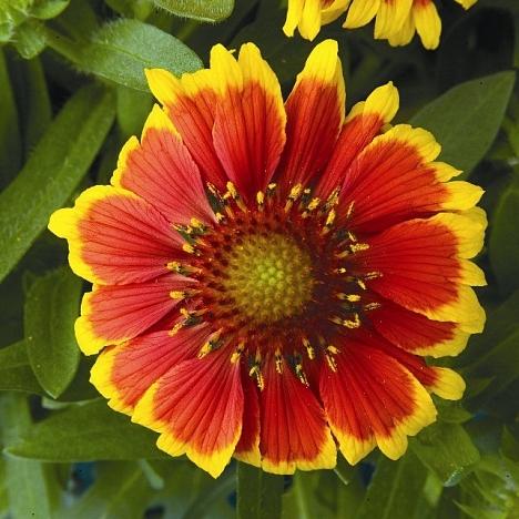 Гайлардия остистая, крупноцветковая