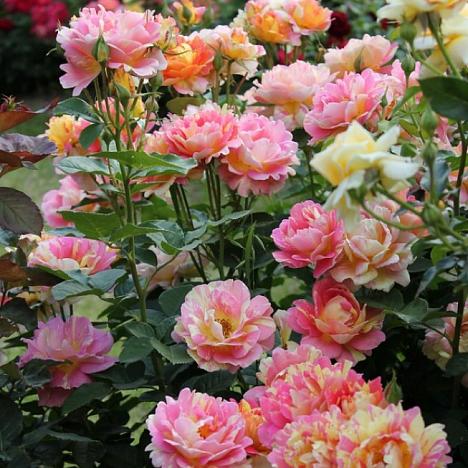 Роза кустовая Роз Де Цистерсьен шраб