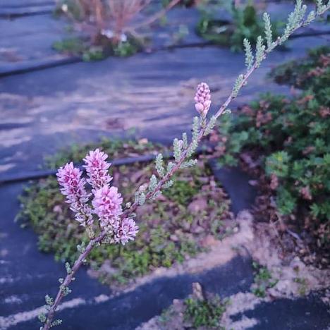 Мирикария лисохвостиковая