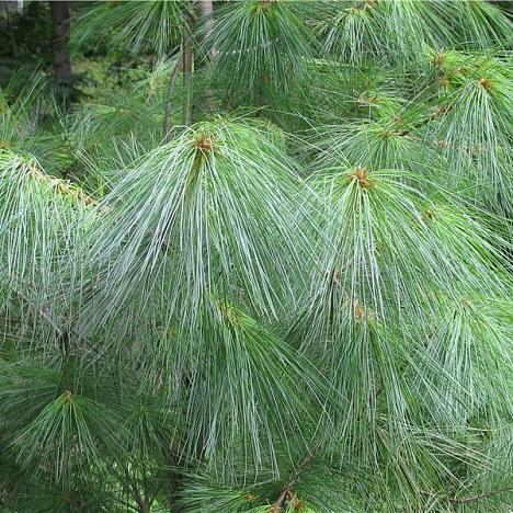 Сосна Веймутова