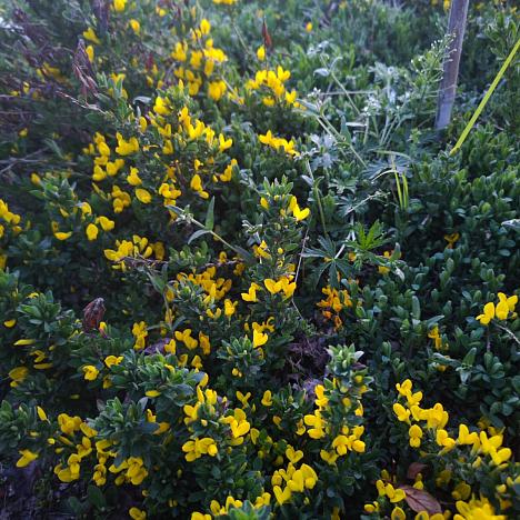 Ракитник стелющийся