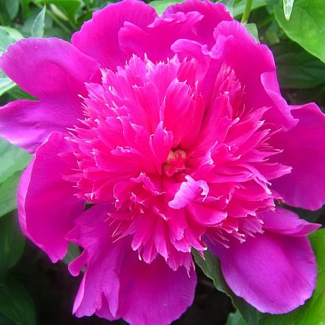 Пион травянистый Розовый Будда