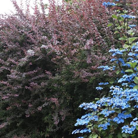 Барбарис Оттавский Суперба