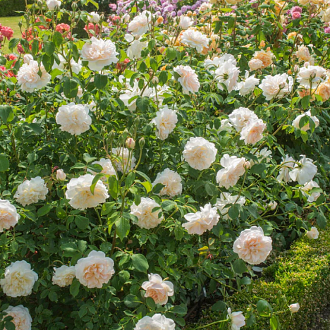 Роза парковая Личфилд Энджел