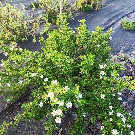 Лапчатка кустарниковая Абботсвуд