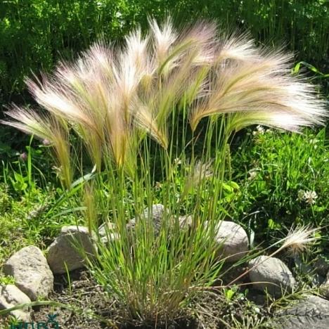 Ячмень гривастый