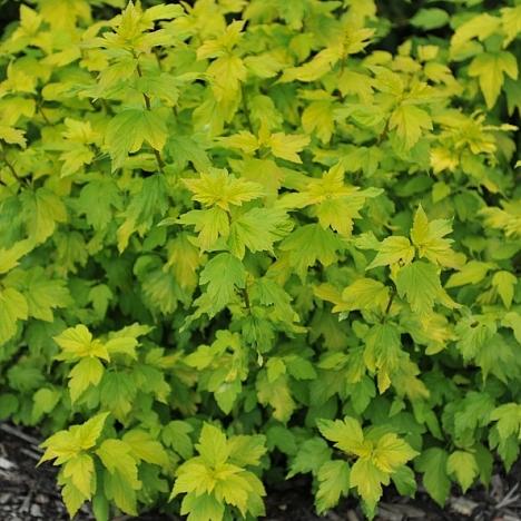 Пузыреплодник калинолистный зеленый