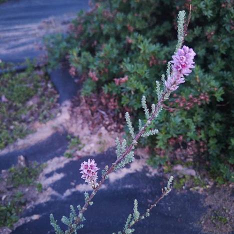 Мирикария лисохвостиковая