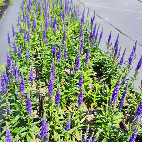 Вероника колосковая Роял Кендлис