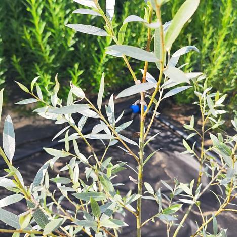 Ива белая Серебристая