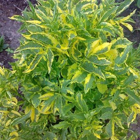 Бузина черная Мадонна