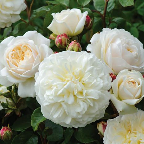 Роза парковая Транквиллити