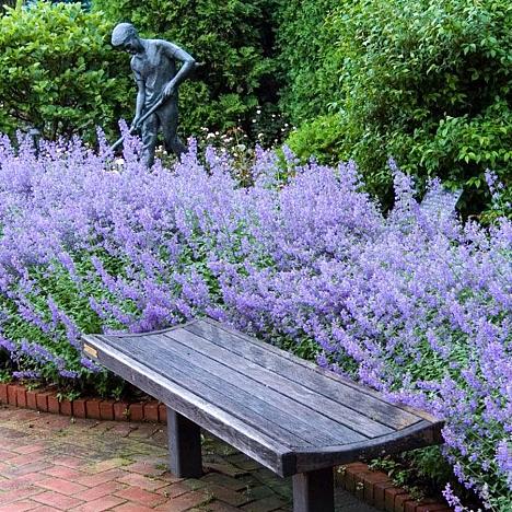 Котовник Фассена