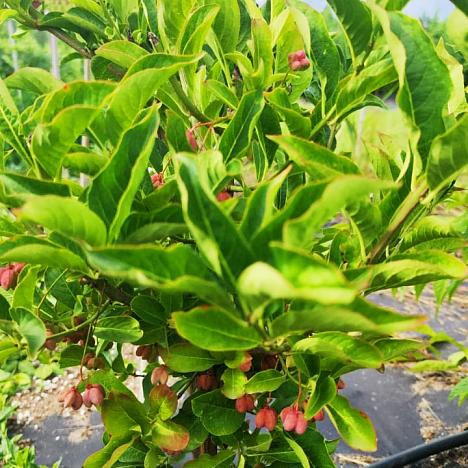 Бересклет Европейский