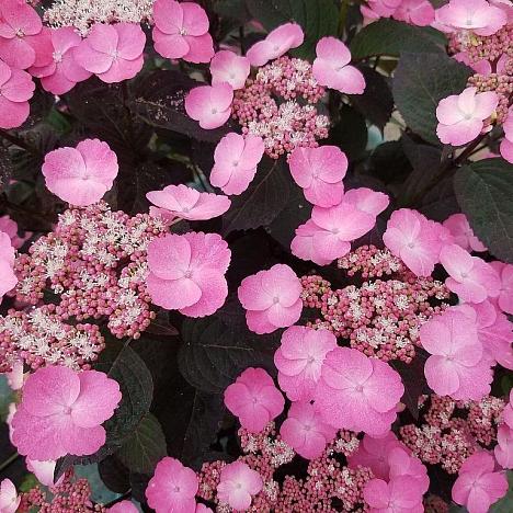 Гортензия пильчатая Дарeдевил