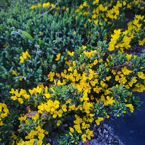 Ракитник стелющийся