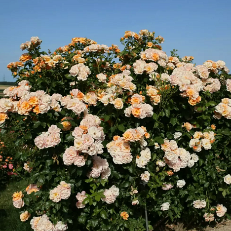 Роза флорибунда Портороз