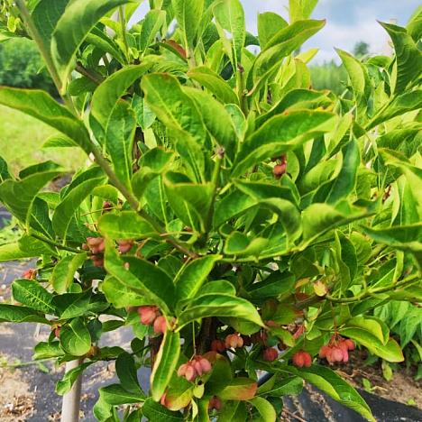 Бересклет Европейский