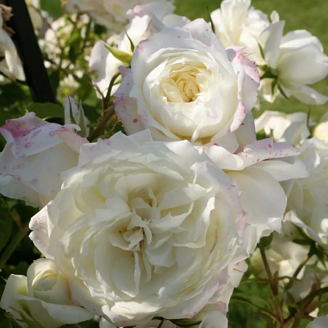 Роза плетистая Аляска