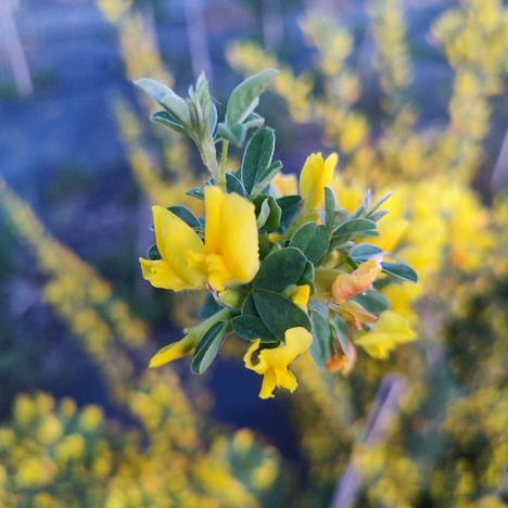 Ракитник Русский