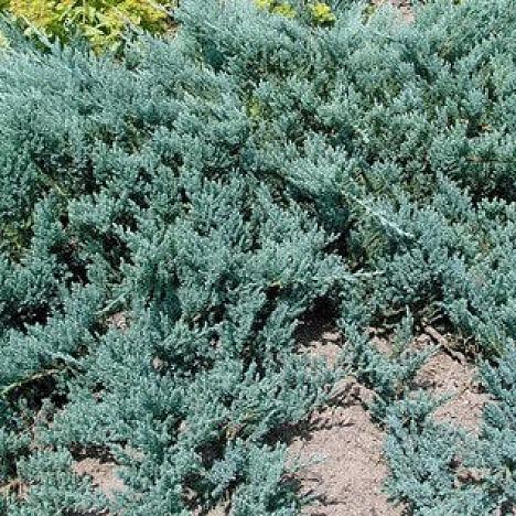 Можжевельник горизонтальный Блю Перл