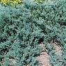 Можжевельник горизонтальный Блю Перл